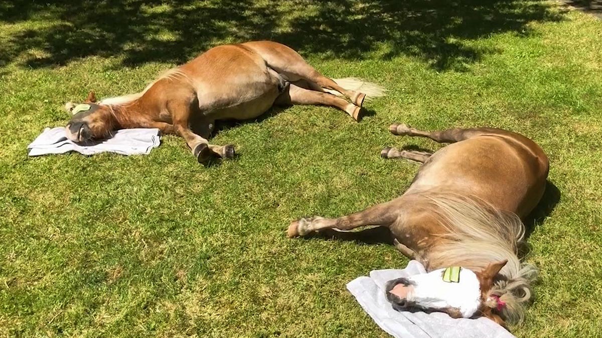 Horse Spa Day With Albert and Ernie